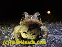 /home//u458753944/public_html/sourcegallery////////////////////////////////////////////////////////////Roxborough Toad Detour/2021/2021-03-28/P3280091.JPG